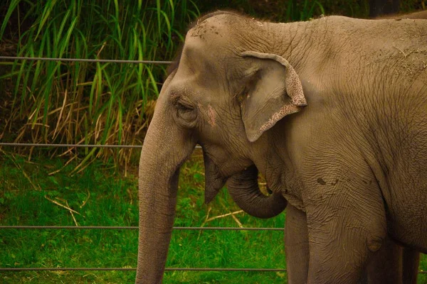 Ein Indischer Elefant Freier Wildbahn — Stockfoto