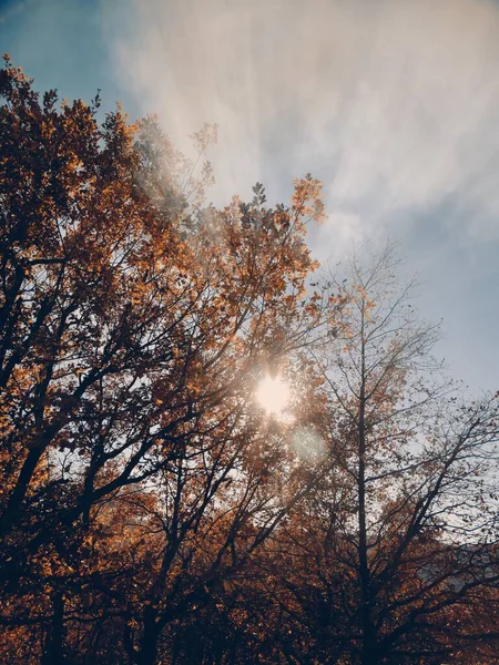 Die Sonne Scheint Herbst Durch Die Bäume — Stockfoto