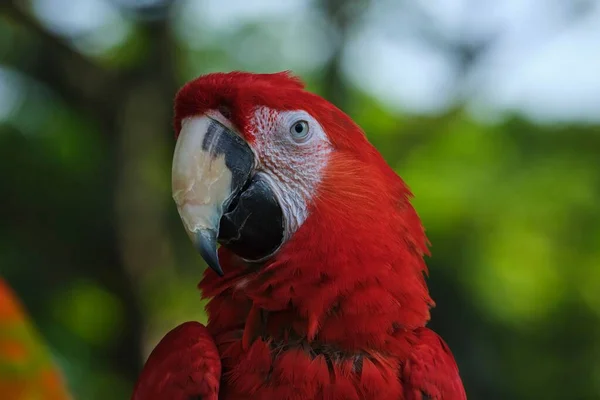 Egy Egzotikus Vörös Arapagáj Papagáj Közelsége Elmosódott Zöld Háttérrel — Stock Fotó