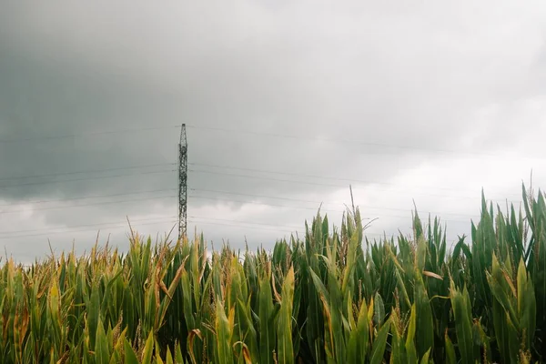 送電塔とトウモロコシ畑 — ストック写真