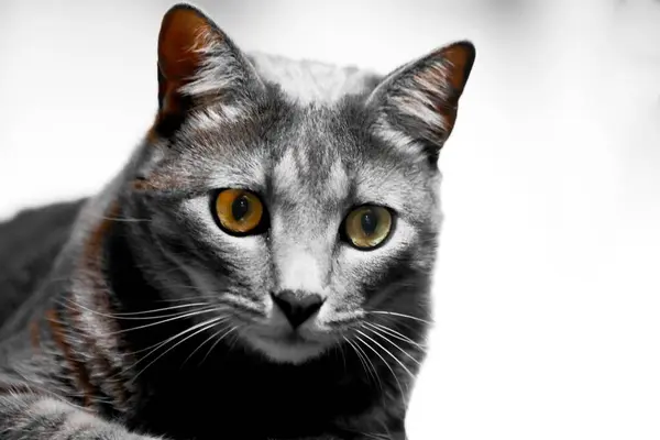 Eine Nahaufnahme Einer Niedlichen American Shorthair Katze Auf Weißem Hintergrund — Stockfoto