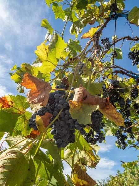 Een Verticaal Shot Van Zwarte Druiven Common Grape Vine Met — Stockfoto