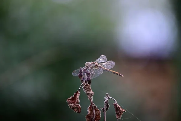 在干枯的叶子上拍的蜻蜓特写 — 图库照片