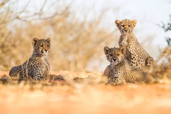 Cheetah Στις Πεδιάδες Του Εθνικού Πάρκου Serengeti — Φωτογραφία Αρχείου