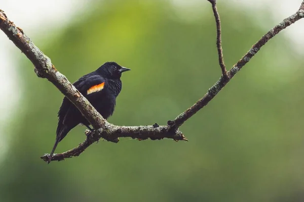 Tiro Foco Raso Blackbird Vermelho Alado Preto Adorável Empoleirado Ramo — Fotografia de Stock