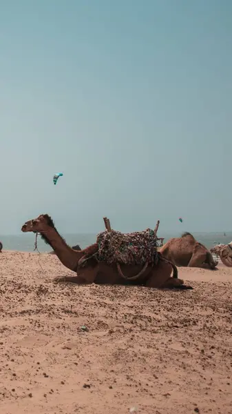 Plano Vertical Camello Con Una Silla Montar Descansando Una Playa — Foto de Stock
