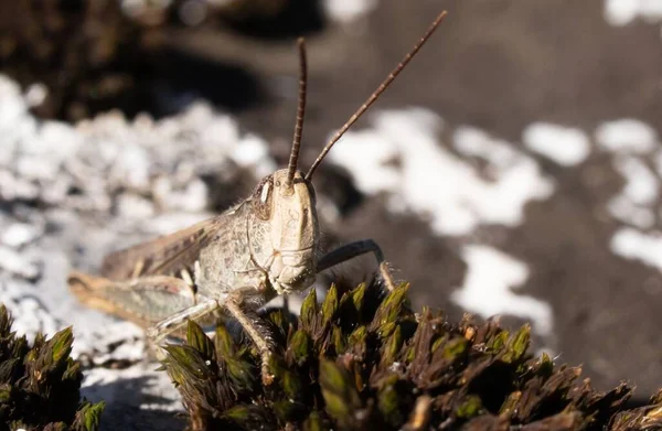 Closeup Grasshopper Blurred Background — Stock Photo, Image