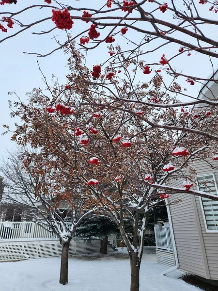 Vertikalt Skudd Snødekt Rowan Sorbus Aucuparia Foran Hus Vinteren – stockfoto