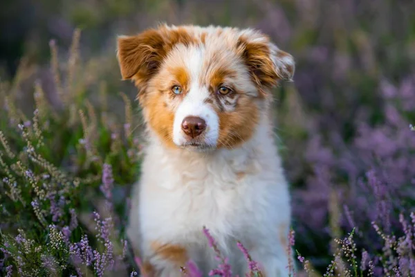 Знімок Собаки Коллі Лавандовому Полі — стокове фото