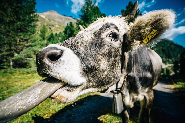 Closeup Cow Head Tongue Out Sunlit Landscape Blurred Background — Stock Photo, Image