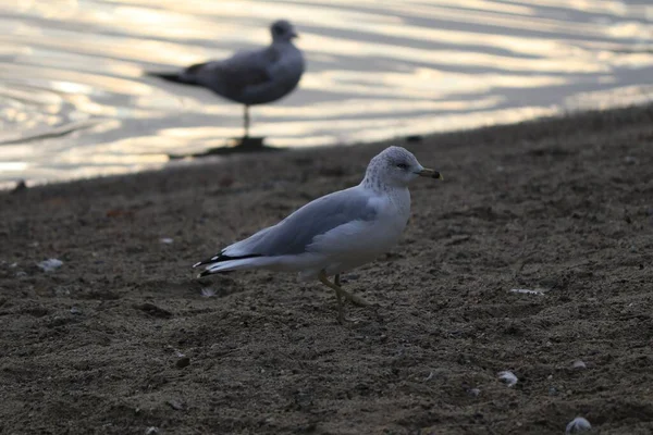 View Cute Gull Sandy Shore Lake — Stock Photo, Image