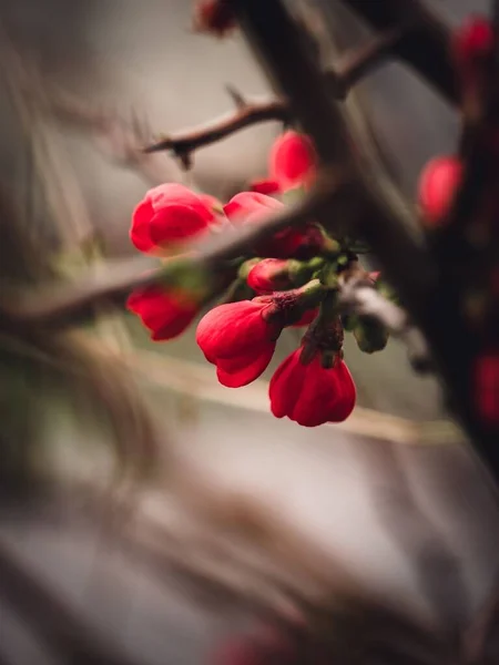 Вертикальний Берег Червоних Квітів Дереві — стокове фото