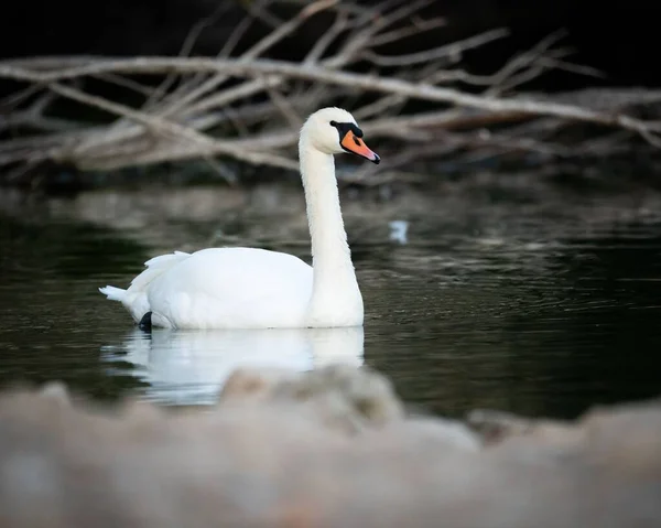 Прекрасный Лебедь Плавающий Спокойном Озере — стоковое фото