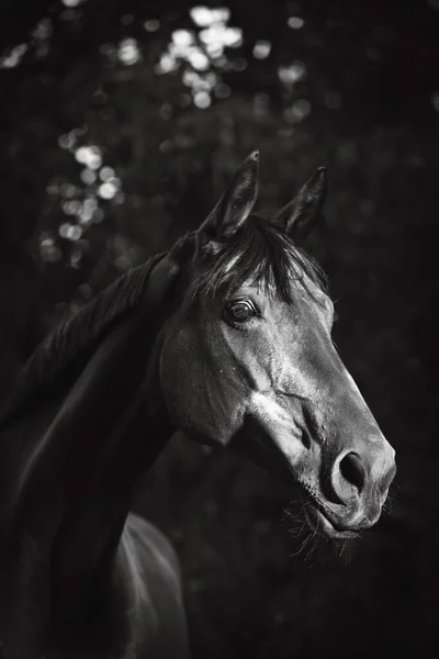 Eine Schöne Nahaufnahme Eines Pferdegesichts Auf Dem Feld — Stockfoto