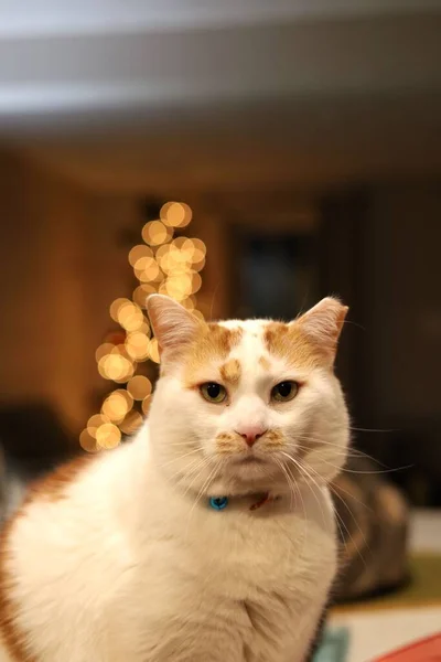 Vertikální Záběr Roztomilé Kočky Bokeh Světla Pozadí — Stock fotografie