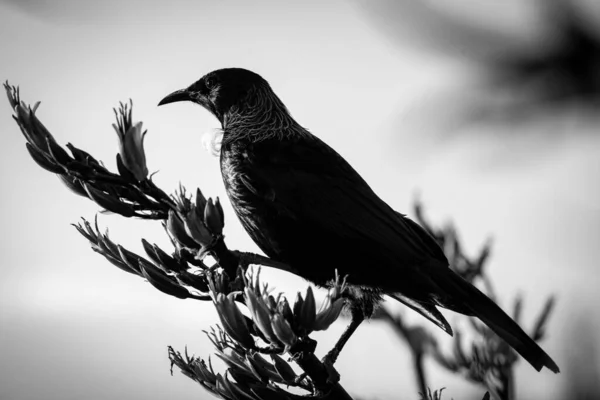 Oiseau Tui Assis Sur Une Branche Avec Des Feuilles Séchées — Photo