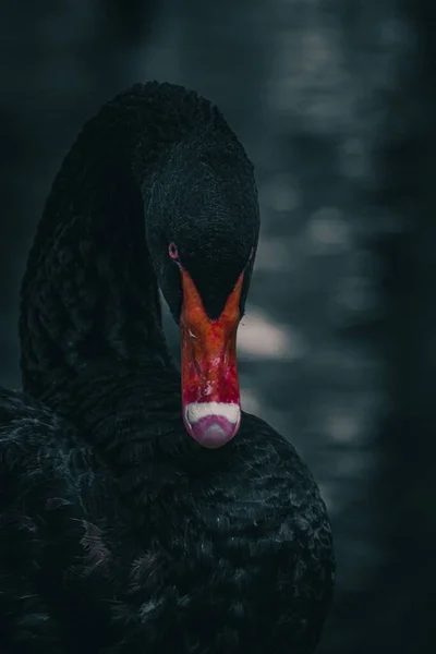 Plano Vertical Cisne Negro Sobre Río Sobre Fondo Borroso —  Fotos de Stock