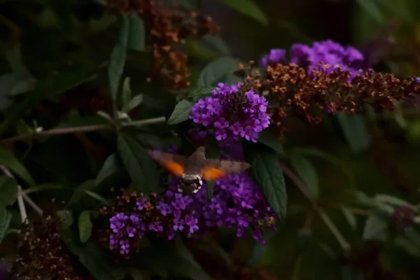 Колібрі Літає Русі Біля Фіолетових Квітів Вервена — стокове фото