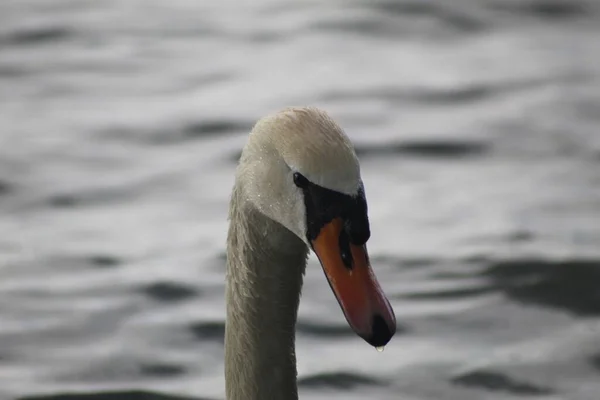 白い白鳥の頭に水の中にぬれた羽のクローズアップ — ストック写真
