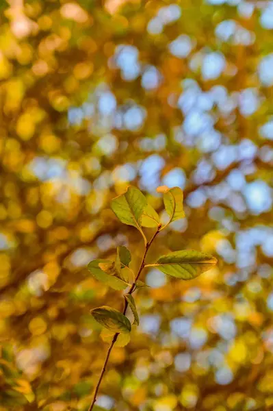 Close Vertical Ramo Árvore Fina Com Folhas Amarelas Folhagem Outono — Fotografia de Stock