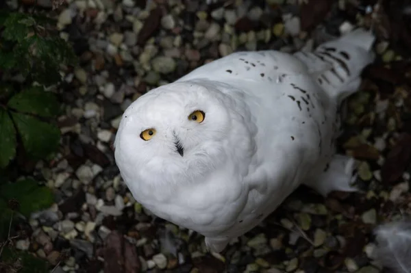 Overhead Shot Snowy Owl — Stock Photo, Image