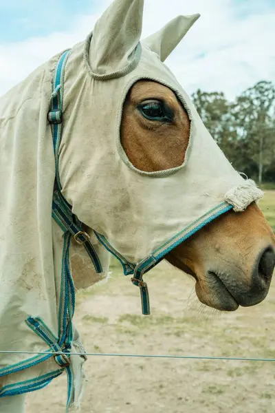 A vertical closeup of a horse with a mask