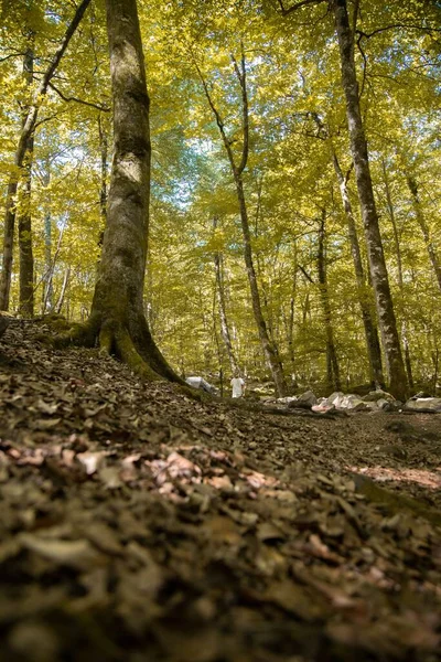 Вертикальний Клаптик Сухого Листя Землі Дерева Жовтим Листям Восени — стокове фото