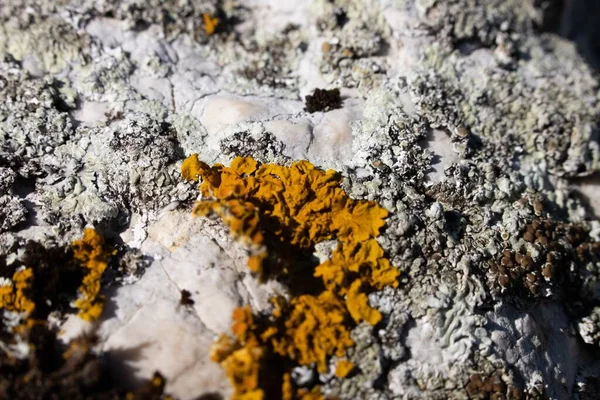 Closeup Orange Grayish Lichens Rock Surface — Stock Photo, Image