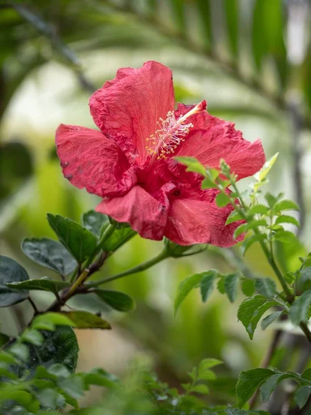Una Flor Hibisco Color Crece Una Densa Selva Tropical — Foto de Stock
