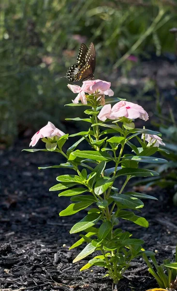 Vertical Shot Adorable Black Swallowtail Butterfly Pink Periwinkle Flower Garden — Stock Photo, Image
