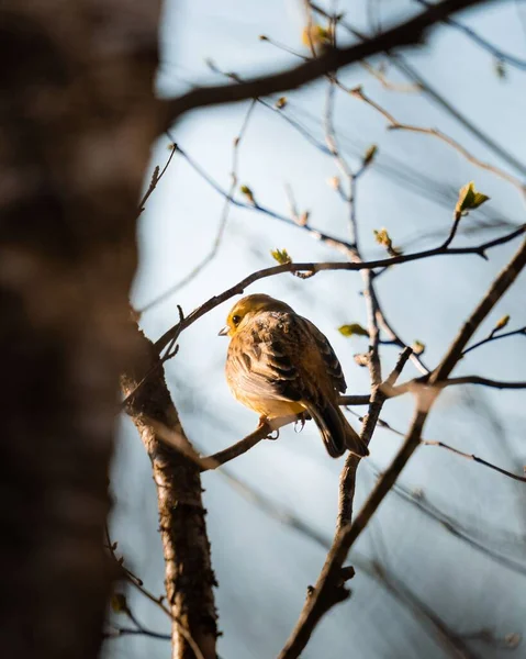 Vertical Shot Chinese Penduline Tit Bird Perched Tree Branch — Stock Fotó