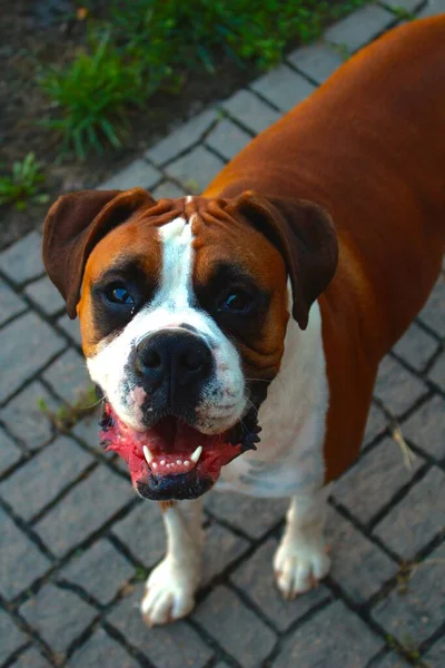 Вертикальный Снимок Игривой Коричневой Собаки Боксера — стоковое фото