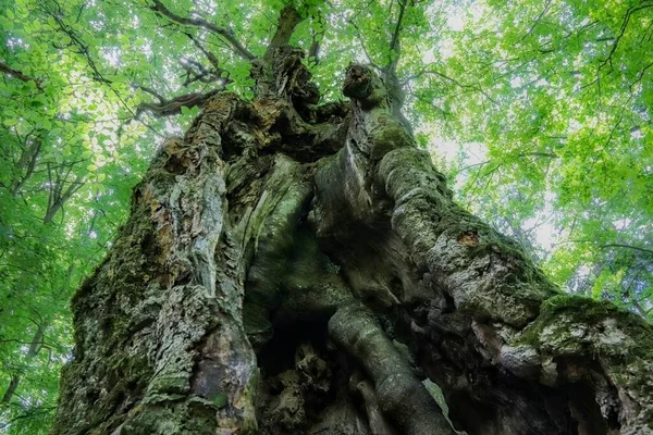 太陽の下で森の中に生えている巨大な古い木の低角度ショット — ストック写真