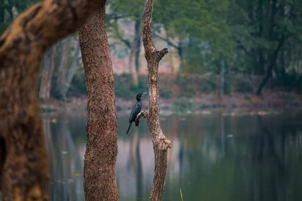 Uma Bela Vista Cormorão Galho Árvore Perto Lago — Fotografia de Stock