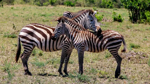 Duas Zebras Estão Frente Uma Outra Savana Africana — Fotografia de Stock