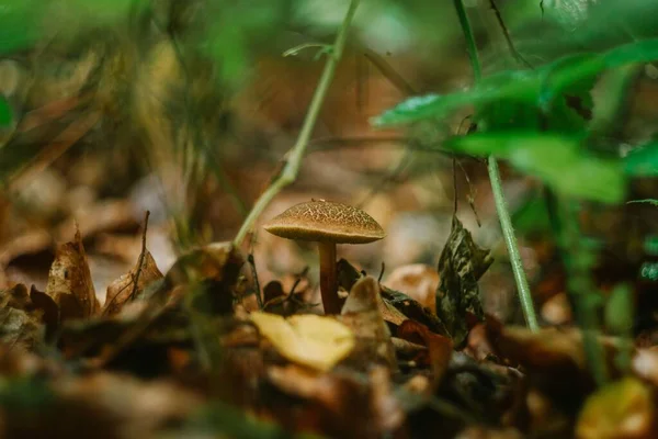 森の中で成長する小さなキノコ 選択的な焦点 — ストック写真