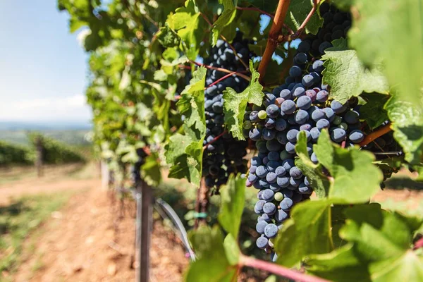 Крупный План Органического Винограда Винограднике — стоковое фото