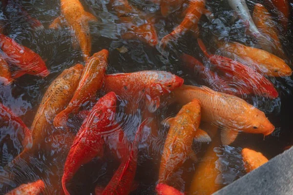 Primo Piano Arancio Brillante Rosso Pesci Koi Nuotare Piccolo Stagno — Foto Stock