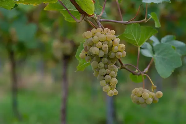 Een Close Shot Van Druivenclusters Groeiend Een Wijngaard — Stockfoto