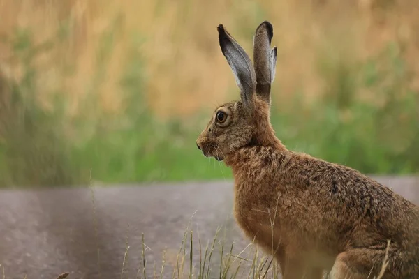 Söt Brun Hare Det Gröna Fältet — Stockfoto