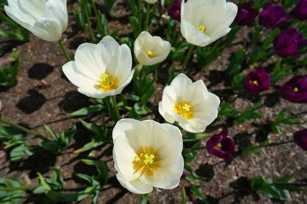 Een Close Upot Van Tulpen Groeiend Een Tuin — Stockfoto