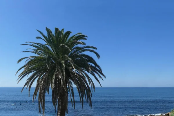 Mavi suya karşı palmiye ağacı ve açık mavi gökyüzü metin için boşluk