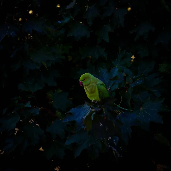 Closeup View Green Parrot Perched Plant Leaves Dark — Stock Photo, Image