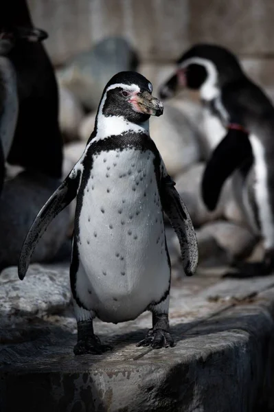 一只非洲企鹅在动物园里的垂直特写镜头 — 图库照片