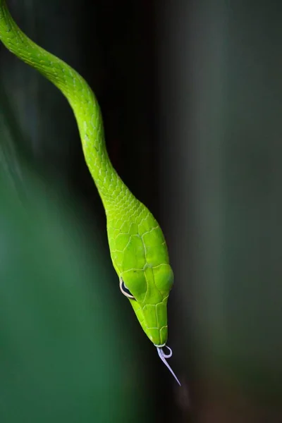 暗い背景に明るい緑のAhaetulla Prasinaヘビのクローズアップ詳細ショット — ストック写真