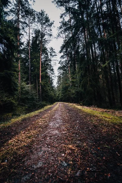 森の中の路地の美しい景色 — ストック写真