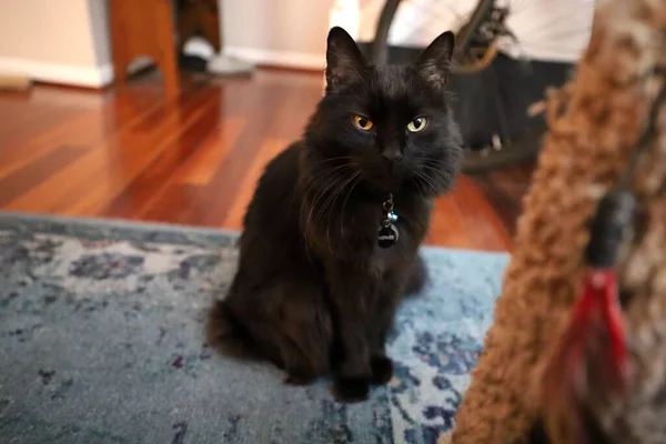 Nahaufnahme Einer Schwarzen Katze Die Einem Raum Sitzt — Stockfoto