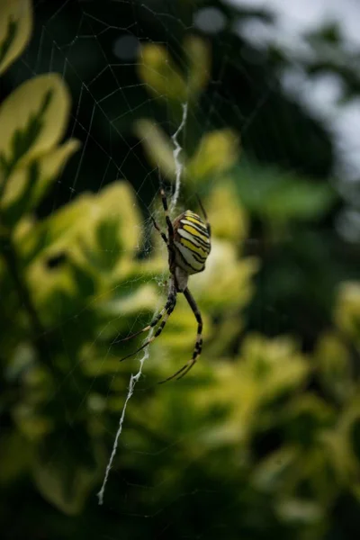 Bir Eşekarısı Örümceğinin Dikey Görüntüsü — Stok fotoğraf