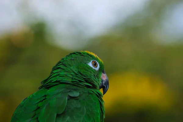 Närbild Gul Headed Panama Amazon Papegoja Suddig Grön Bakgrund — Stockfoto