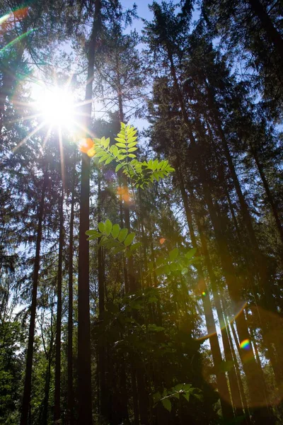Eine Vertikale Aufnahme Der Tief Stehenden Sonne Die Durch Waldbäume — Stockfoto